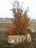 perovo.JPG - 